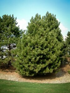 Сосна Чёрная (Pinus Nigra) купить по цене от 270.00р. в интернет-магазине «Посадика» с доставкой почтой в в Никольскоее и по всей России – [изображение №1].