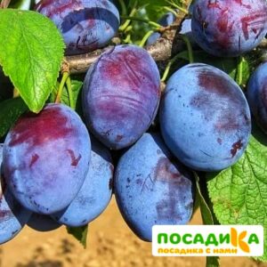 Слива Чачакская ранняя купить по цене от 229.00р. в интернет-магазине «Посадика» с доставкой почтой в в Никольскоее и по всей России – [изображение №1].