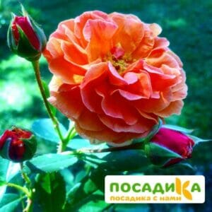 Роза Арабия купить по цене от 350.00р. в интернет-магазине «Посадика» с доставкой почтой в в Никольскоее и по всей России – [изображение №1].