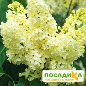 Сирень Примроуз (Primrose) купить по цене от 529.00р. в интернет-магазине «Посадика» с доставкой почтой в в Никольскоее и по всей России – [изображение №1].