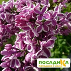 Сирень Сенсация купить по цене от 529.00р. в интернет-магазине «Посадика» с доставкой почтой в в Никольскоее и по всей России – [изображение №1].