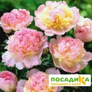 Пион Распберри Сандей (Paeonia Raspberry Sundae) купить по цене от 959р. в интернет-магазине «Посадика» с доставкой почтой в в Никольскоее и по всей России – [изображение №1].