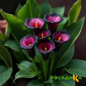 Калла Аура Лейс купить по цене от 400р. в интернет-магазине «Посадика» с доставкой почтой в в Никольскоее и по всей России – [изображение №1].