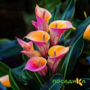 Калла Оникс купить по цене от 450р. в интернет-магазине «Посадика» с доставкой почтой в в Никольскоее и по всей России – [изображение №1].