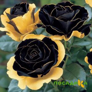 Роза Ханни Сикл купить по цене от 700р. в интернет-магазине «Посадика» с доставкой почтой в в Никольскоее и по всей России – [изображение №1].