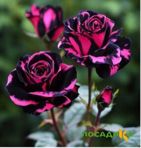 Роза Багровый Шепот купить по цене от 366р. в интернет-магазине «Посадика» с доставкой почтой в в Никольскоее и по всей России – [изображение №1].