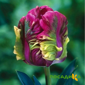 Тюльпан Экзотик Хэвен купить по цене от 186р. в интернет-магазине «Посадика» с доставкой почтой в в Никольскоее и по всей России – [изображение №1].