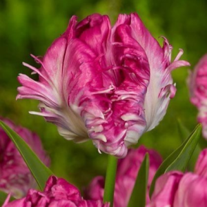 Тюльпан махровый Кул Кристал купить по цене от 400р. в интернет-магазине «Посадика» с доставкой почтой в в Никольскоее и по всей России – [изображение №1].